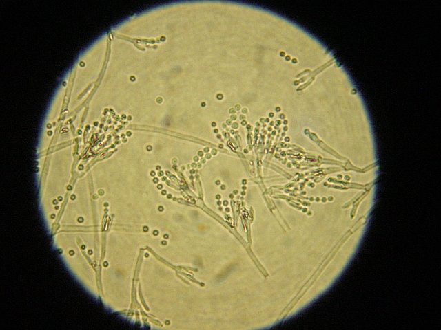 Mikroskopie 2.jpg