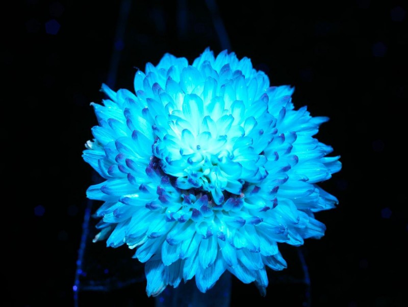 Flower-3.jpg