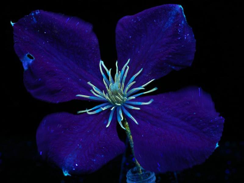 Flower-1.jpg