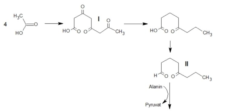 Biosynthese 1.jpg